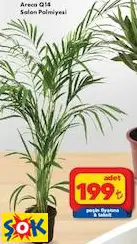 Areca Q14 Salon Palmiyesi Areca Q14 Salon Palmiyesi