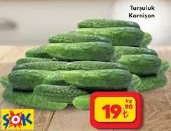 Turşuluk Kornişon kg Turşuluk Kornişon kg
