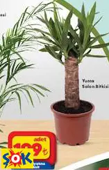 Yucca Salon Bitkisi Yucca Salon Bitkisi