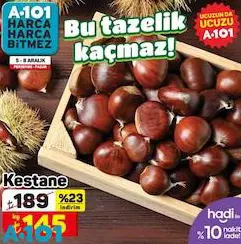 Kestane Kg Kestane Kg
