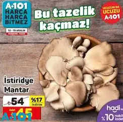 İstiridye Mantar Adet İstiridye Mantar Adet