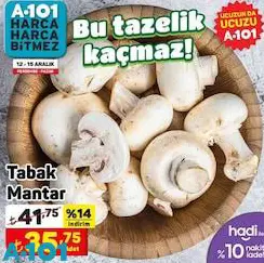 Tabak Mantar Adet Tabak Mantar Adet