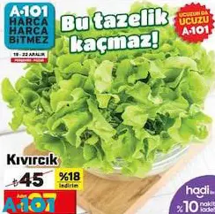 Kıvırcık Adet Kıvırcık Adet