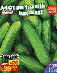 Salatalık kg Salatalık kg