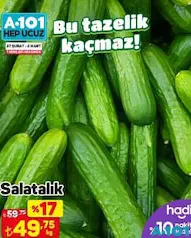 Salatalık Kg Salatalık Kg
