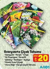 Sveryverts Çiçek Tohumu Sveryverts Çiçek Tohumu