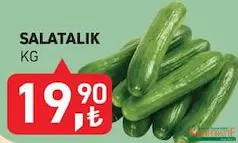 Salatalık Kg - Koop Market kampanyası Salatalık Kg - Koop Market'te sadece 19,90 TL