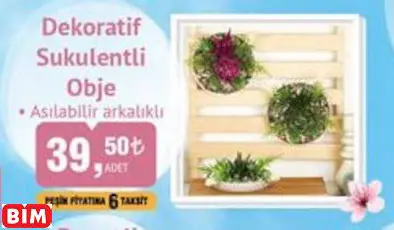 Dekoratif Sukulentli Obje