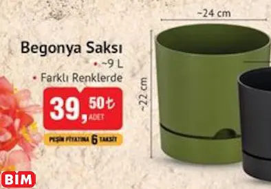 Begonya Saksı