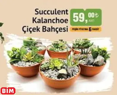 Succulent Kalanchoe Çiçek Bahçesi Succulent Kalanchoe Çiçek Bahçesi
