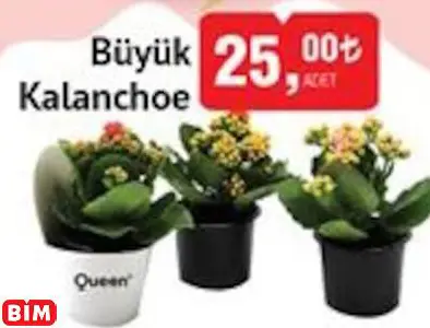 Büyük Kalanchoe Büyük Kalanchoe