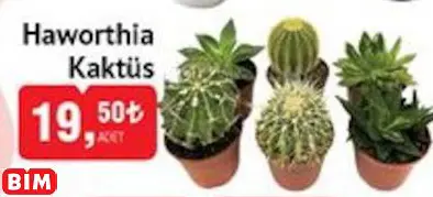 Haworthia Kaktüs Haworthia Kaktüs