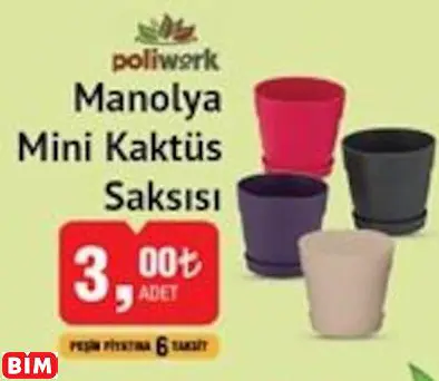 Poliwork Manolya Mini Kaktüs Saksısı