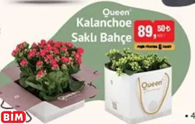Queen Kalanchoe Saklı Bahçe