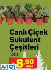 Canlı Çiçek Sukulent