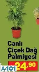 Canlı Çiçek Dağ Palmiyesi