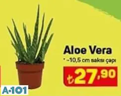 Aloe Vera Saksı Çiçeği