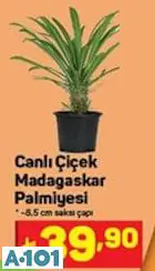 Canlı Çiçek Madagaskar Palmiyesi