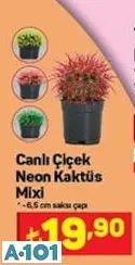 Canlı Çiçek Kaktüs