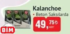 Kalanchoe Çiçek