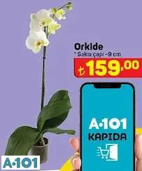 orkide orkide
