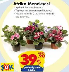 Afrika Menekşesi