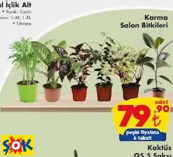 karma salon bitkileri karma salon bitkileri