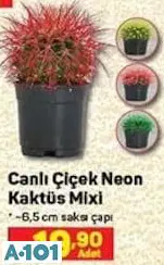 Canlı Çiçek Neon Kaktüs