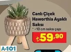 Canlı Çiçek Haworthia Ayaklı Saksı