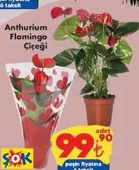 Anthurium Flamingo Çiçeği Canlı Çiçek Anthurium Flamingo Çiçeği Canlı Çiçek