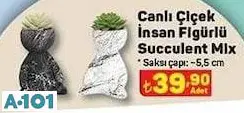 Canlı Çiçek Sukulent