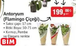 Antoryum (Flamingo Çiçeği) Antoryum (Flamingo Çiçeği) - BİM'de 199,00 TL