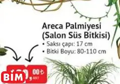 Areca Palmiyesi (Salon Süs Bitkisi) Areca Palmiyesi (Salon Süs Bitkisi) - BİM'de 199,00 TL