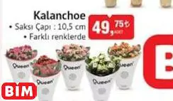 Kalanchoe canlı çiçek Kalanchoe canlı çiçek - BİM'de 49,75 TL