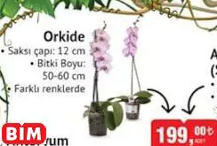 Orkide Orkide - BİM'de 199,00 TL